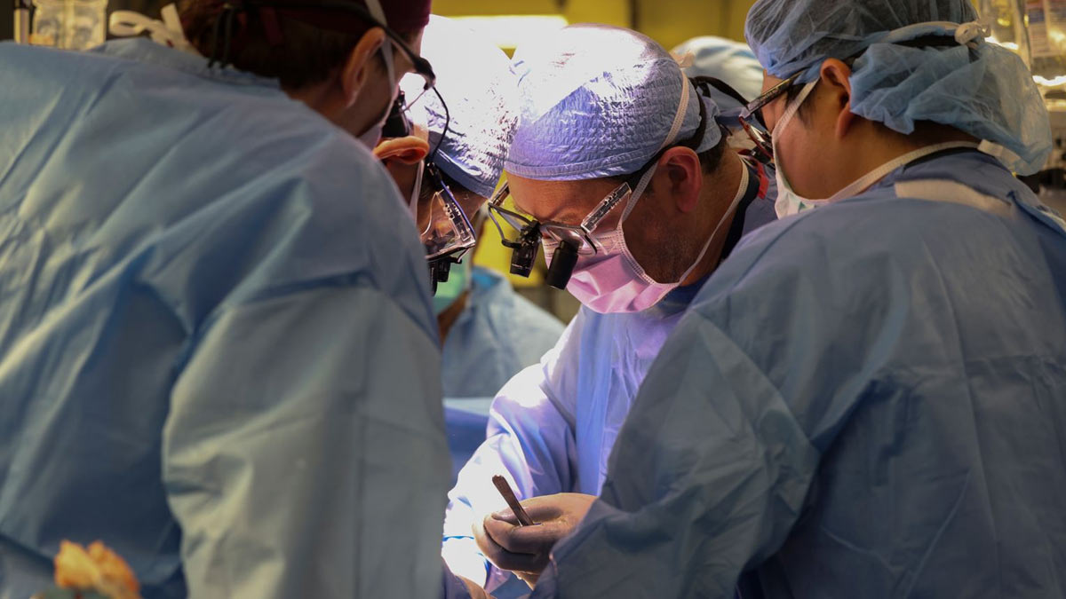 Pig Kidney Transplanted Into Living Person For First Time; Know All About Xenotransplantation