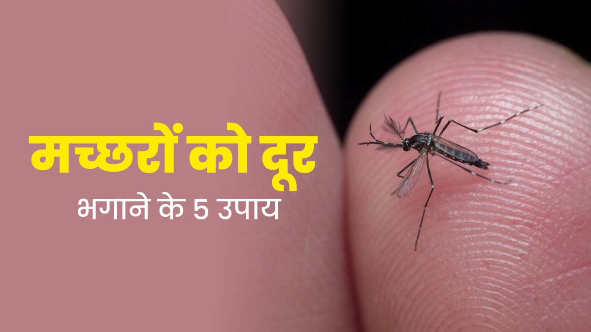 मच्छरों को दूर भगाने के लिए अपनाएं ये 5 उपाय, कई बीमारियों से भी होगा बचाव