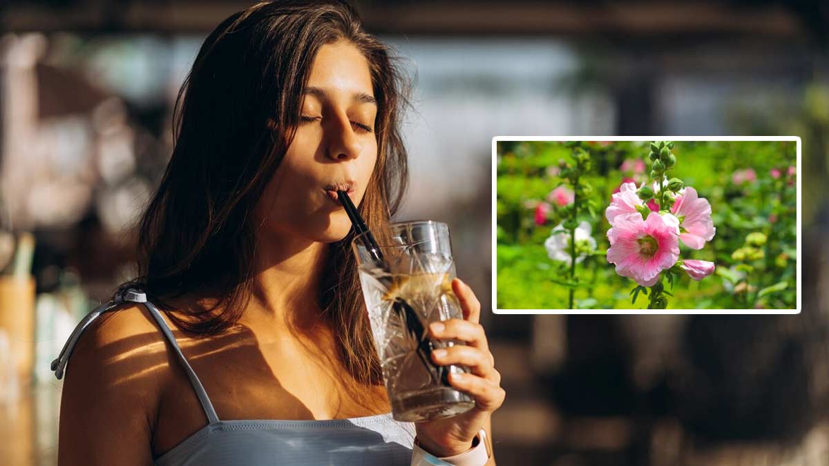 hollyhocks plants benefits for health in hindi 