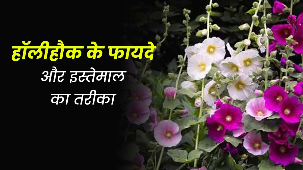 हॉलीहॉक का इस्तेमाल करने से सेहत को मिलते हैं ये 5 फायदे, इन हिस्सों का किया जा सकता है उपयोग  