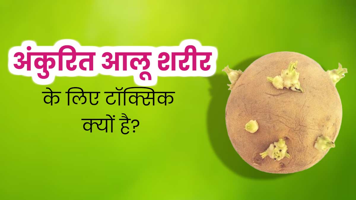 अंकुरित आलू शरीर के लिए नुकसानदायक क्यों होते हैं? आयुर्वेदिक एक्सपर्ट से जानें