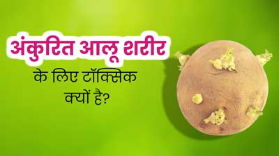 अंकुरित आलू शरीर के लिए नुकसानदायक क्यों होते हैं? आयुर्वेदिक एक्सपर्ट से जानें