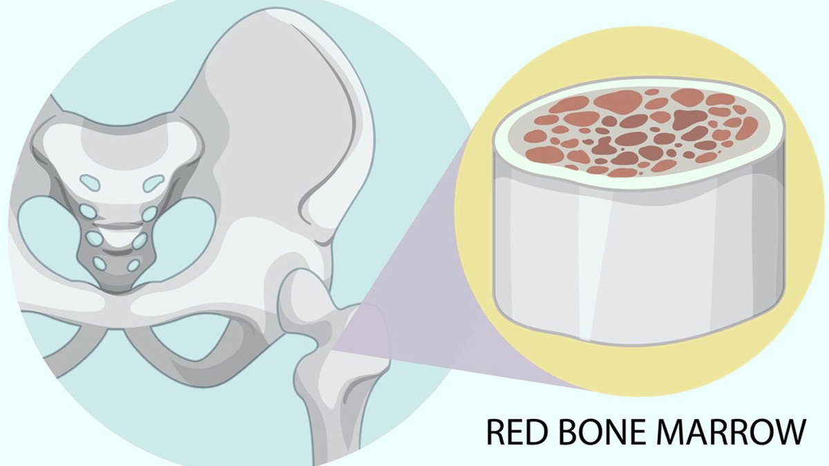 Like bone. Костный мозг рисунок. Red Bone marrow.