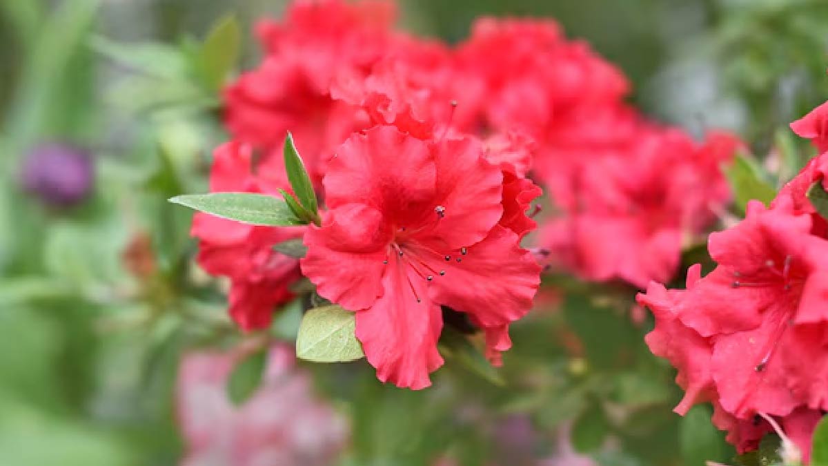 Benefits Of Buransh Flower Water For Skin