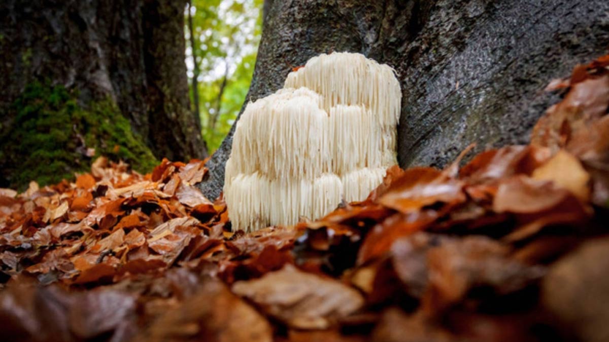 Lion's Mane Mushrooms: Expert Explains How It Helps You Fight Diabetes, Obesity, And Heart Issues?
