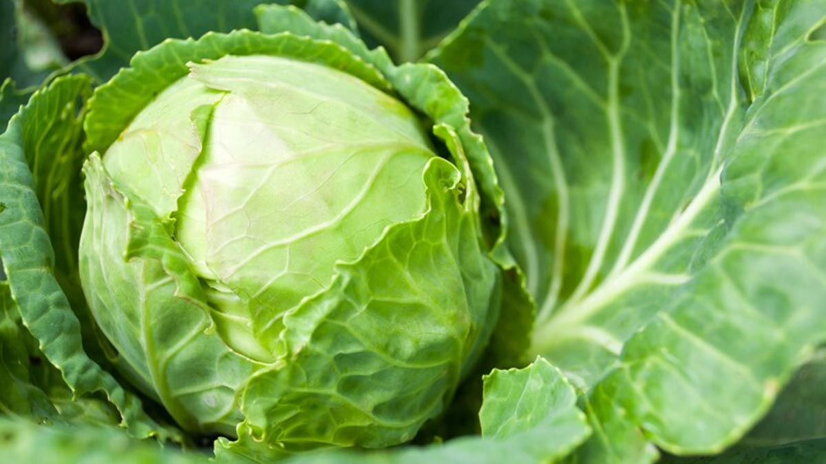 Pros And Cons Of Consuming Cabbage: Explore Its Benefits And Demerits