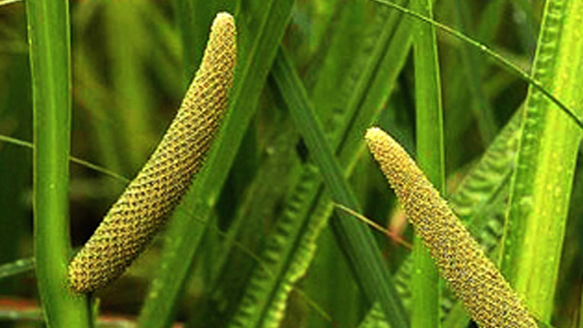 Benefits Of Vacha For The Nervous System: Expert Shares How To Use This Herbal Remedy