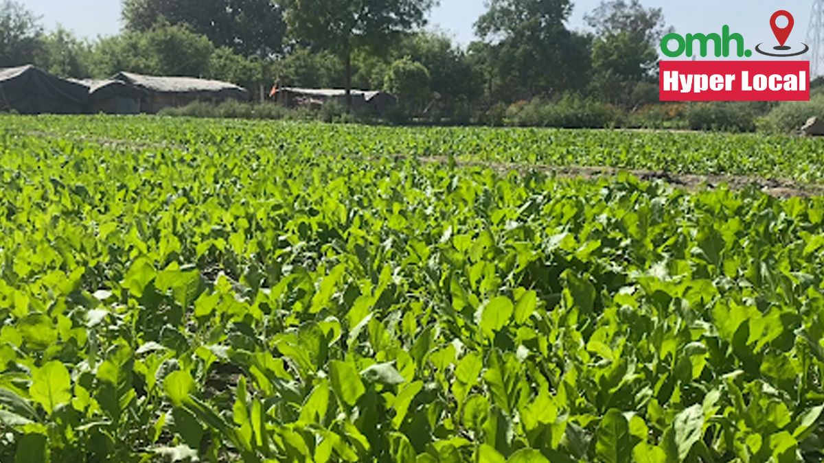 vegetable-field