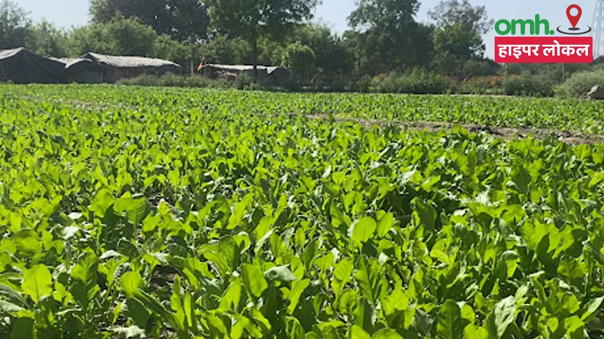 Poisonous Vegetables Grown Near Yamuna River
