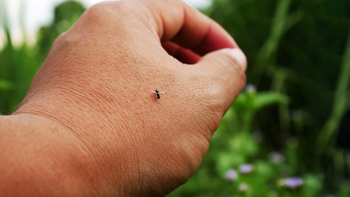 Cases Of West Nile Fever Reported In Kerala: Here’s How You Can Protect Yourself