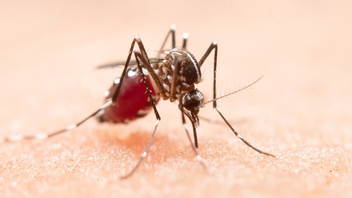 Dengue Affected 40,000 People in 2024, Reports Health Ministry: Here’s How You Can Stay Safe