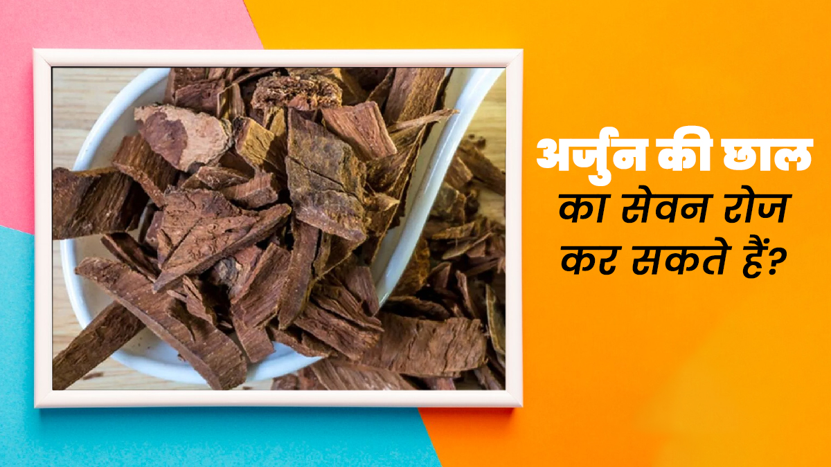 क्या अर्जुन की छाल का सेवन रोज कर सकते हैं? एक्सपर्ट से जानें फायदे-नुकसान