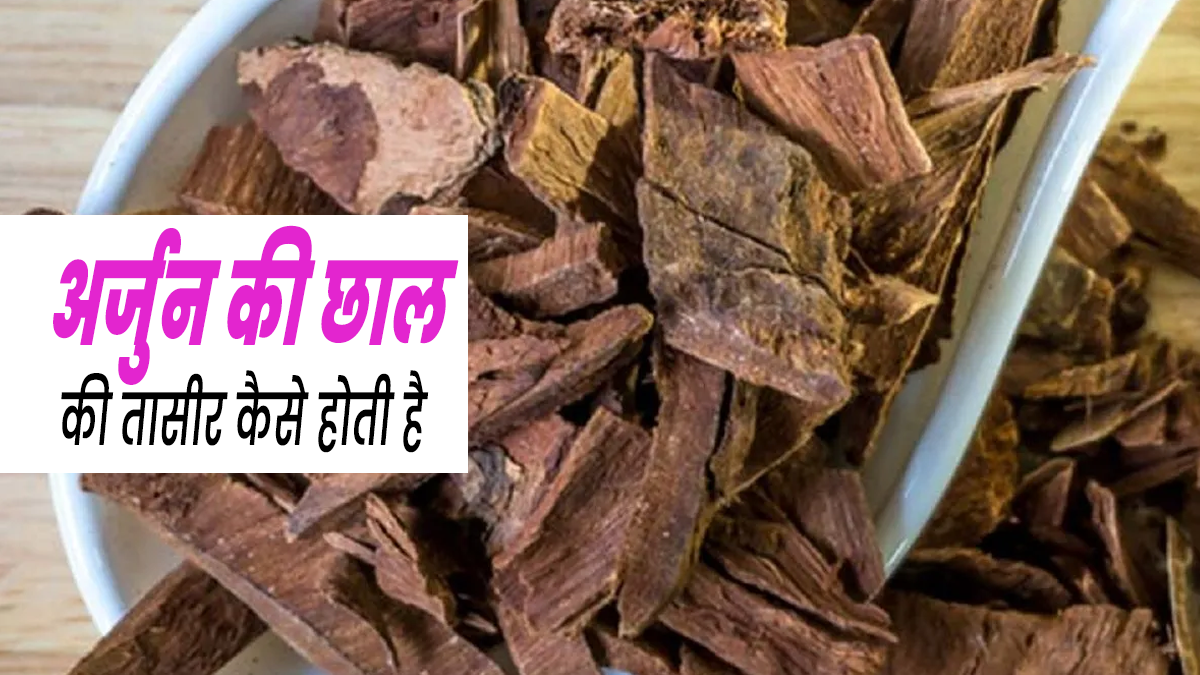 अर्जुन की छाल की तासीर कैसी होती है? जानें किसे इसका सेवन करना चाहिए और किसे नहीं?