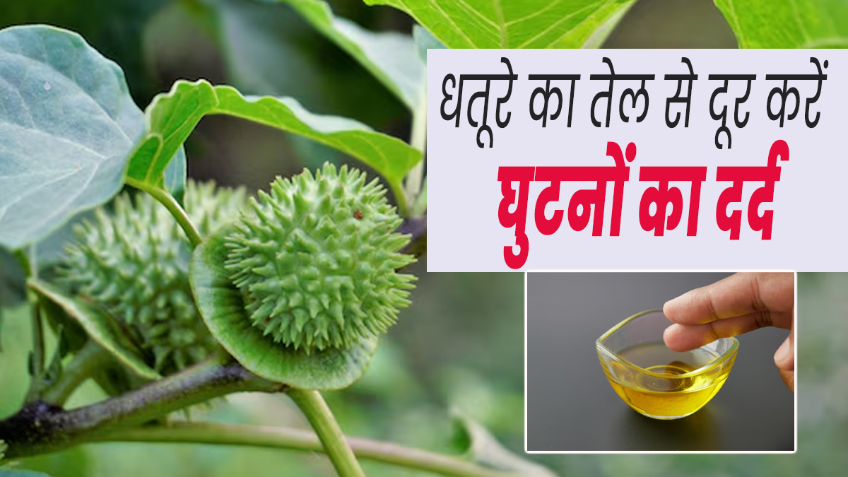 धतूरे के तेल से दूर करें घुटनों का दर्द, जानें इसे घर पर बनाने का तरीका 