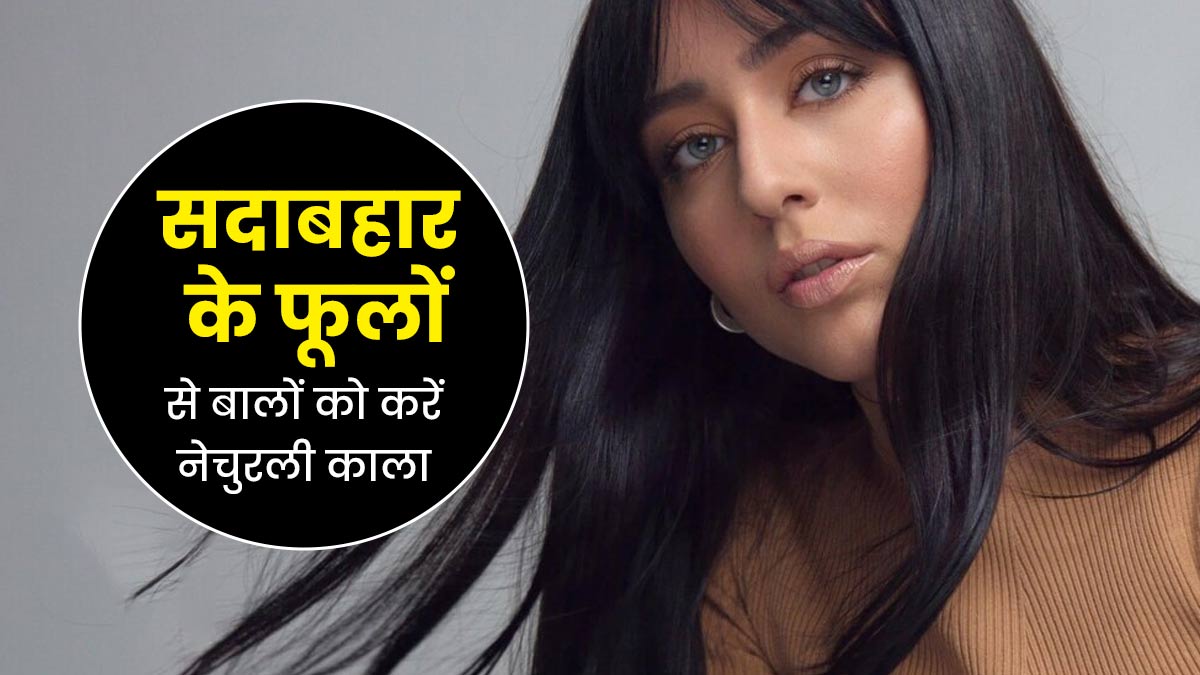 सदाबहार के फूल-पत्तियों और चाय से बालों को करें काला, जानें तरीका और फायदे