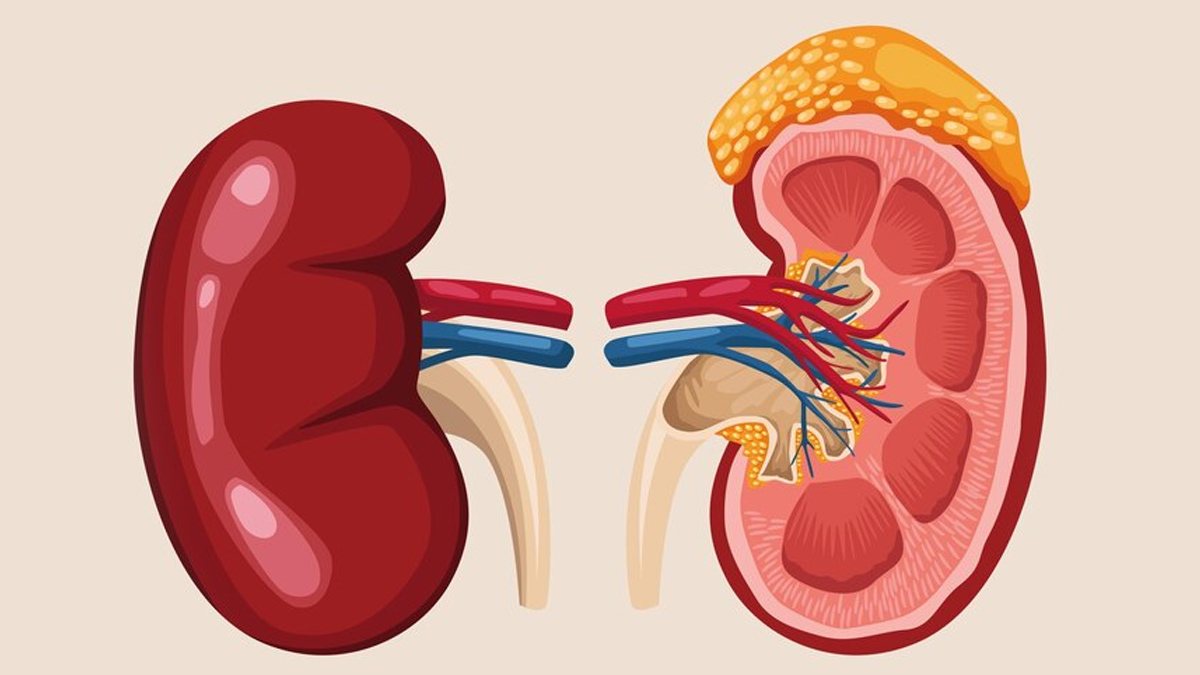 What is Kidney Transplant Success Rate in Hindi