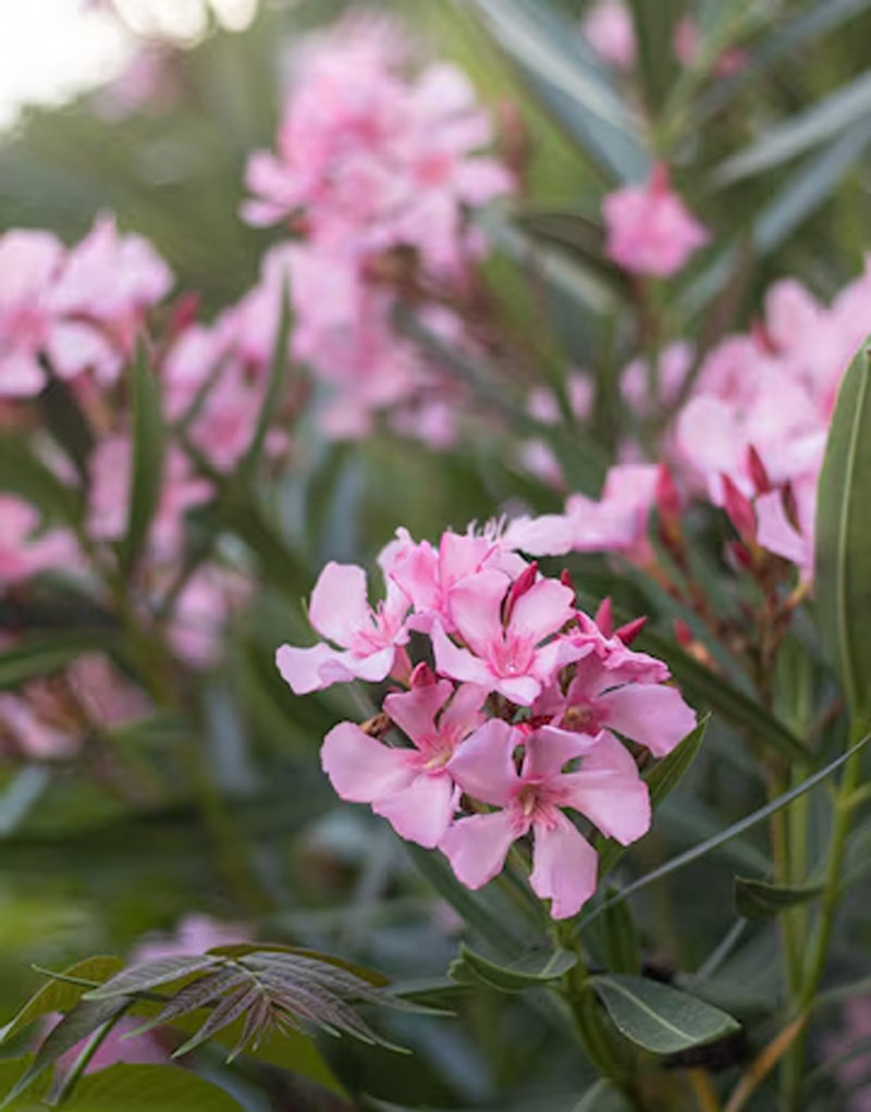 oleander