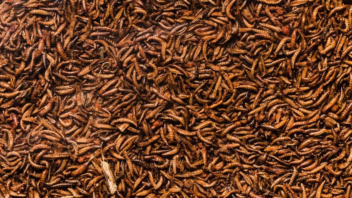 Thousands Of Maggots Found In Thai Woman's Blocked Nose: Here's What ...