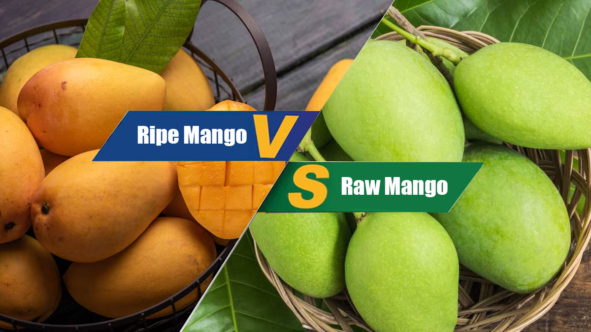 Confused Between Ripe And Unripe Mango? Experts Share Which Is A Better