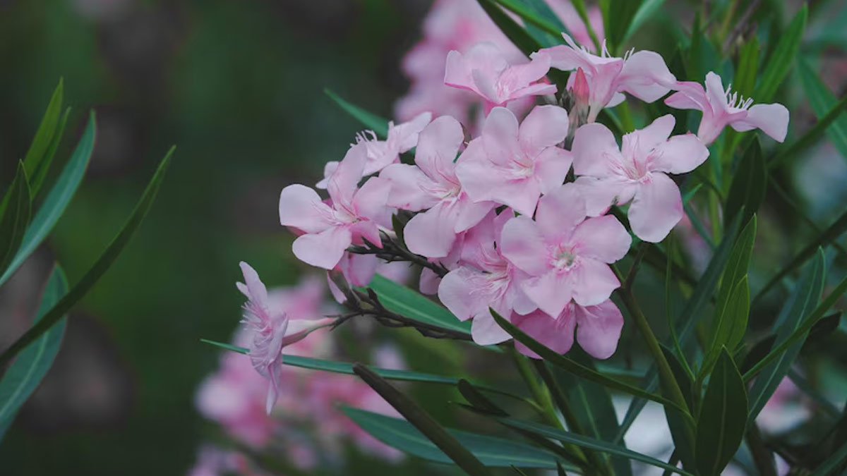 Kerala Temples Ban Oleander Flowers After A Woman Died, Expert Explains The Toxicity Of Plant