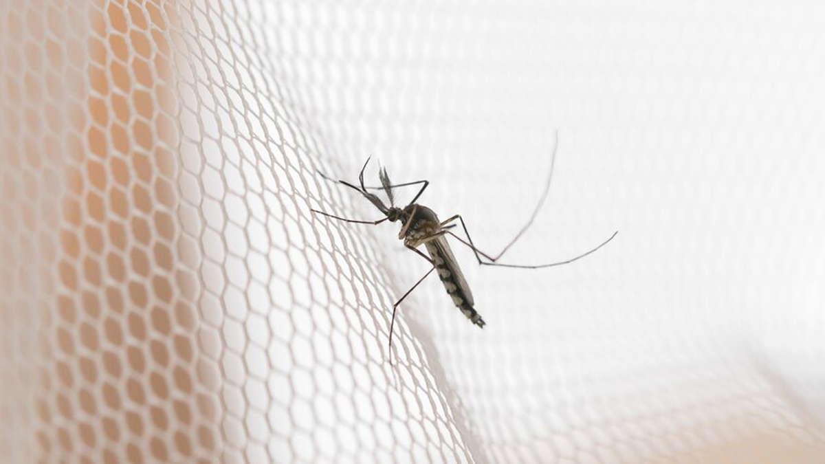TAK-003 Receives WHO Prequalification: Why This Vaccine Is A Breakthrough In Dengue Prevention