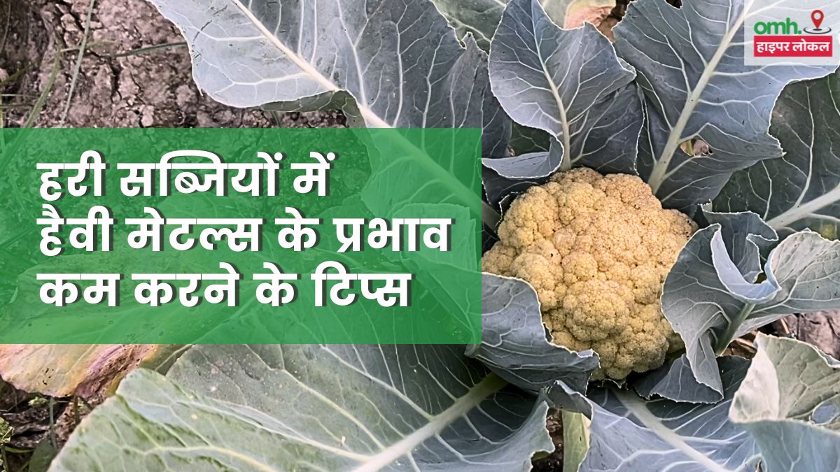 OMH HyperLocal: यमुना किनारे उग रही सब्जियों में जहरीले पदार्थ, डॉक्टर से जानें असर कम करने के टिप्स