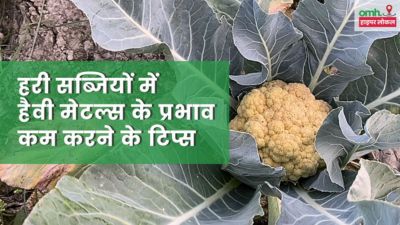 OMH HyperLocal: यमुना किनारे उग रही सब्जियों में जहरीले पदार्थ, डॉक्टर से जानें असर कम करने के टिप्स