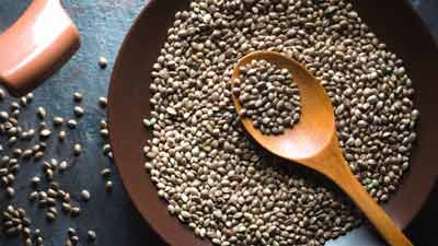भांग के बीज (Hemp Seed) खाने से सेहत को मिलते हैं कई जबरदस्त फायदे, एक्सपर्ट से जानें खाने का सही तरीका