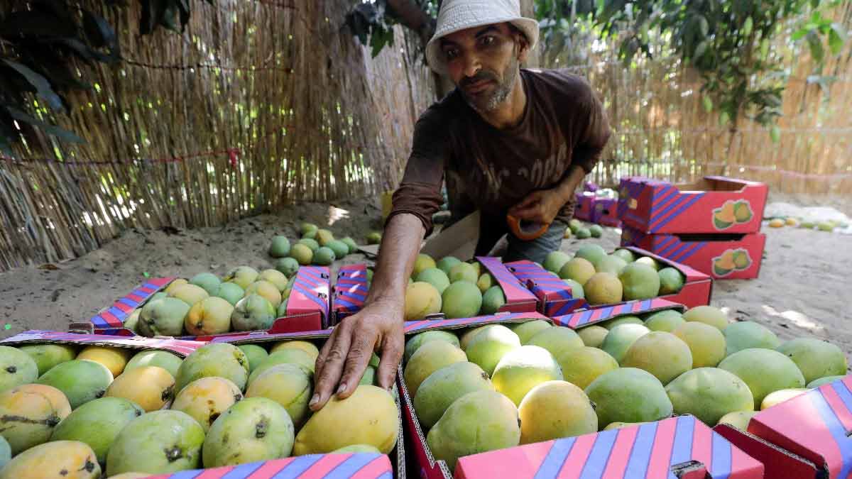 FSSAI Warns Against Usage Of Calcium Carbide For Ripening Mangoes; Health Implications Of Calcium Carbide