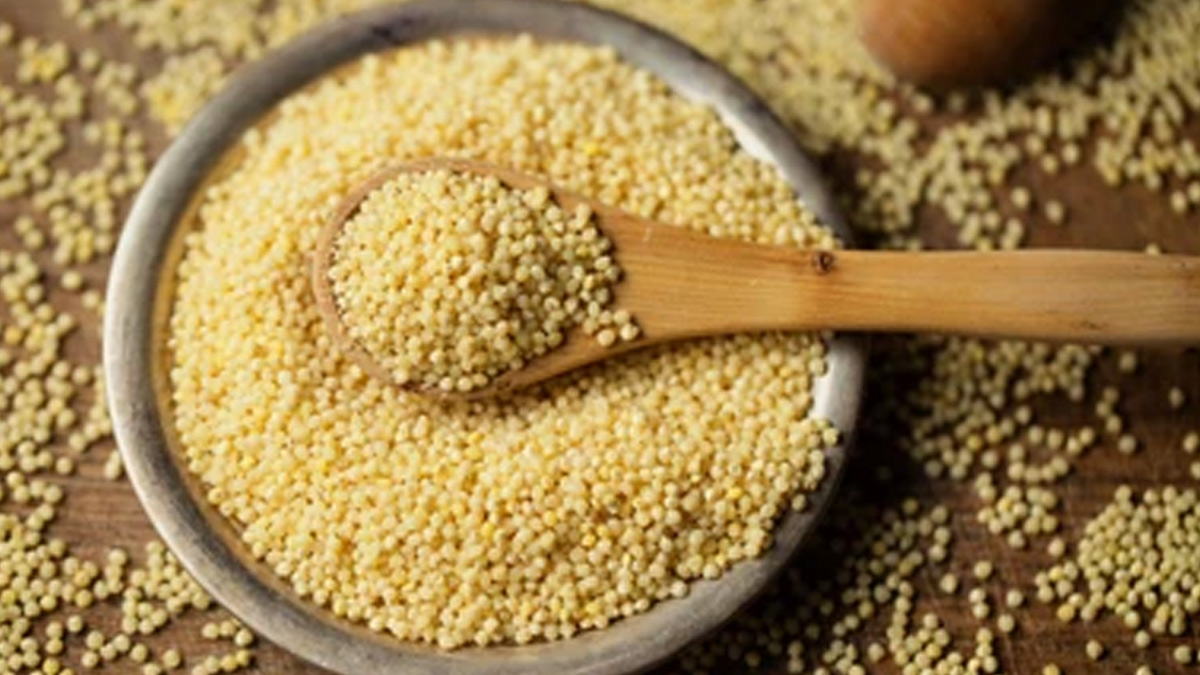 foxtail millet