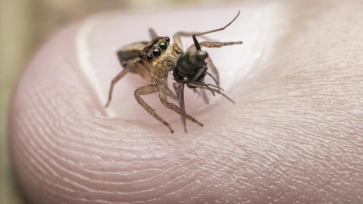 Found Unexplained Itchy Marks on Your Body? Here's How You Can Identify an Insect Bite
