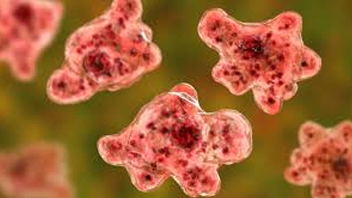Five-Year-Old Kerala Girl Dies Of Infection From Rare Brain Eating Amoeba; Here’s Everything To Know About It
