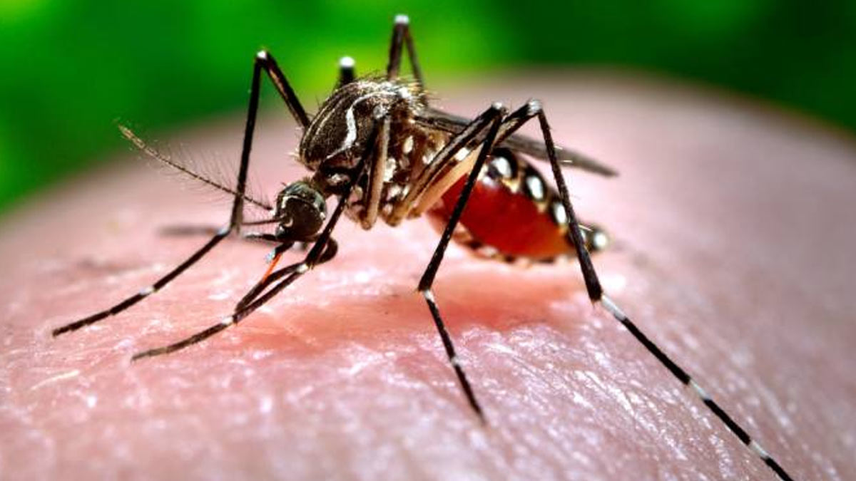 Bengaluru Battles Dengue Spike, Cases Jump by 59% Compared to Last Year; What To Know About Dengue Prevention