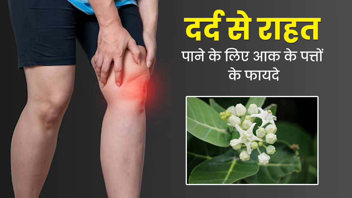 हर तरह के दर्द से राहत दिलाने में फायदेमंद हैं आक के पत्ते, जानें इस्तेमाल का तरीका 