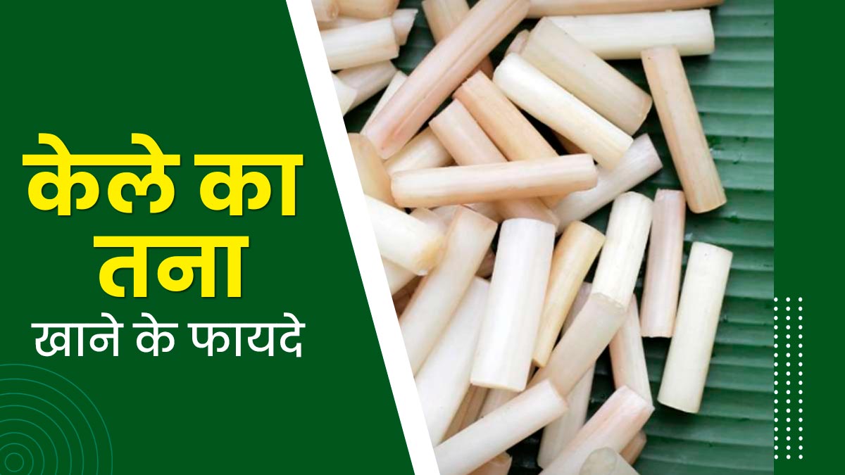 सेहत के लिए फायदेमंद होता है केले का तना, जानें कैसे करें इसे डाइट में शामिल?