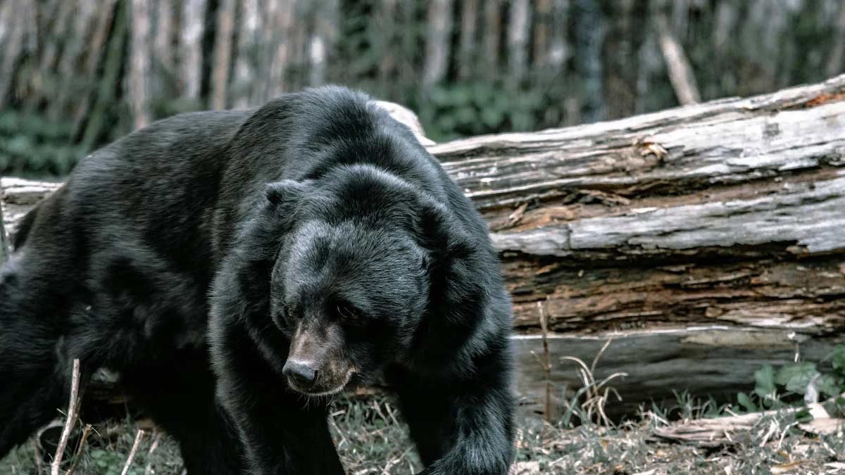 US Family Infected With Brain Worm After Consuming Bear Meat; Symptoms Of Brain Worm Infection