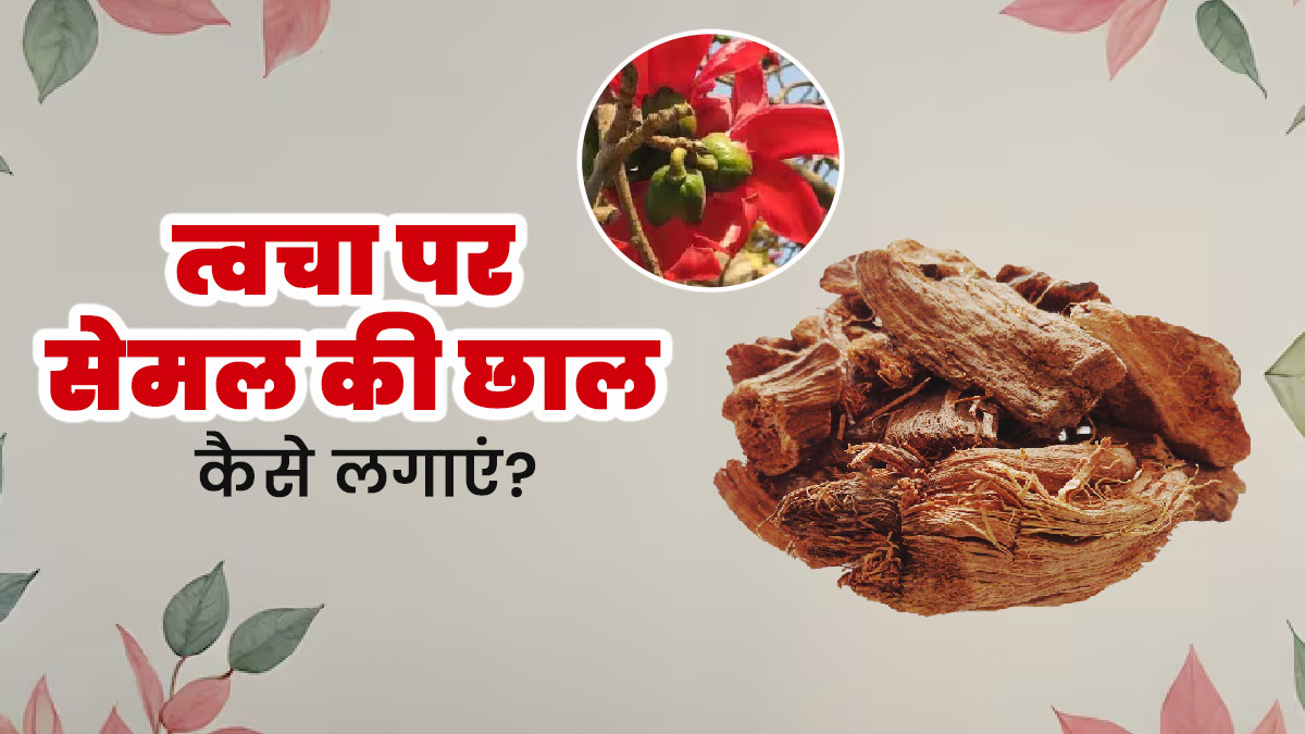 त्वचा के कील-मुंहासे दूर करती है सेमल की छाल, आयुर्वेदाचार्य से जानिए इस्तेमाल का तरीका