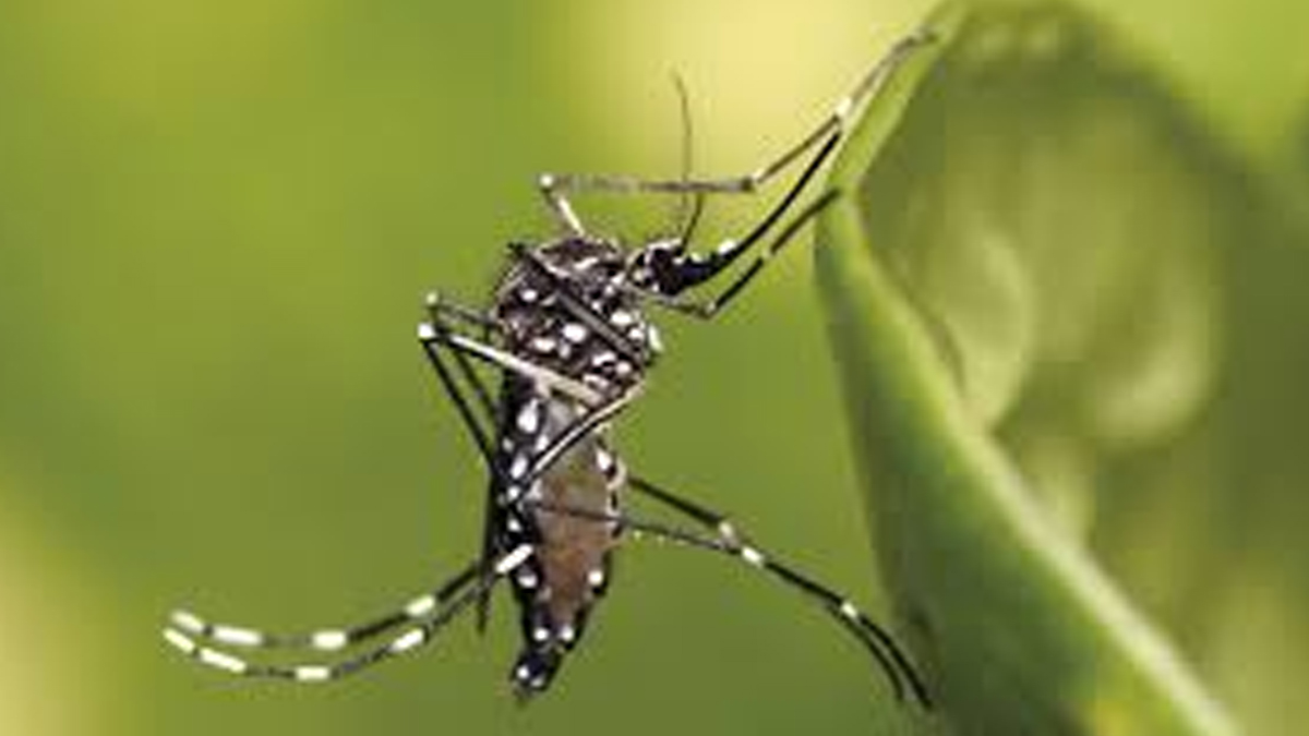 Chikungunya