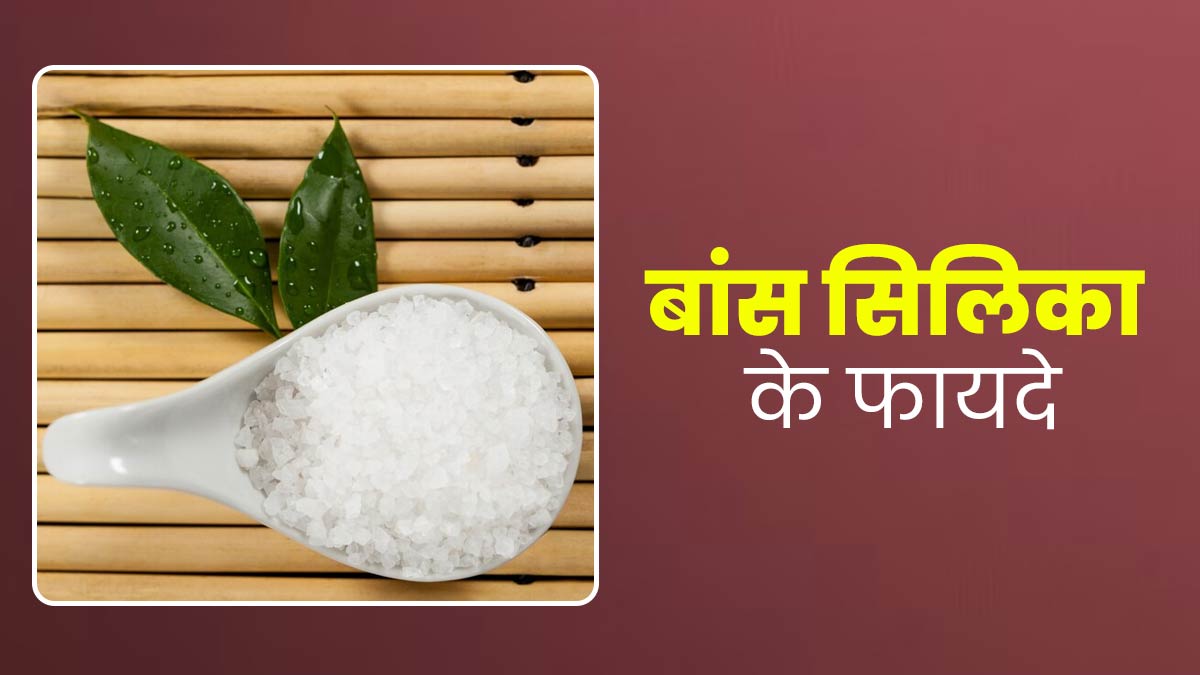 आयुर्वेद में बांस सिलिका (बंसलोचन) को माना जाता है बेहद फायदेमंद, दूर करता है कई समस्याएं