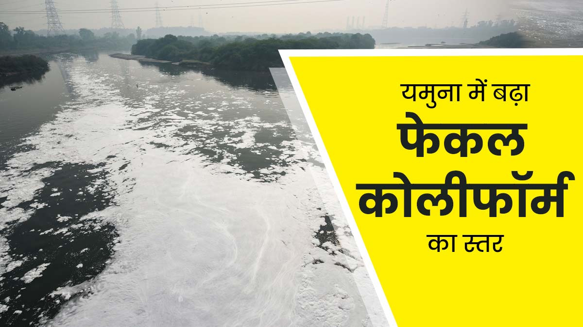 यमुना नदी में बढ़ा फेकल कोलीफॉर्म का स्तर, जानें यह बैक्टीरिया सेहत के लिए क्यों है नुकसानदायक?