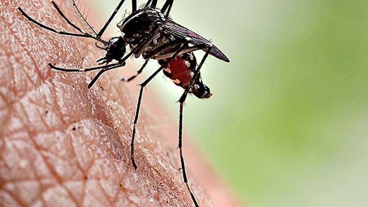 Hyderabad Sees Surge In Dengue with 2,731 Cases as Telangana Battles Resurgence