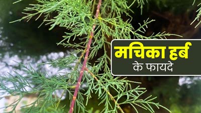 सेहत के लिए बेहद फायदेमंद होती है माचिका जड़ी-बूटी, इस तरह से करें उपयोग