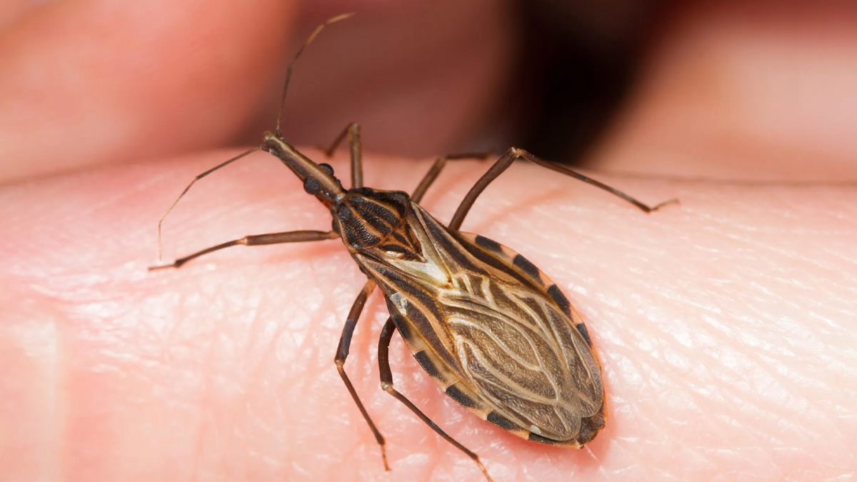 what is chagas disease