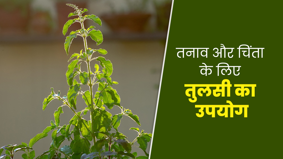 तनाव और चिंता से राहत दिलाएंगी तुलसी की पत्तियां, इस तरह से करें उपयोग
