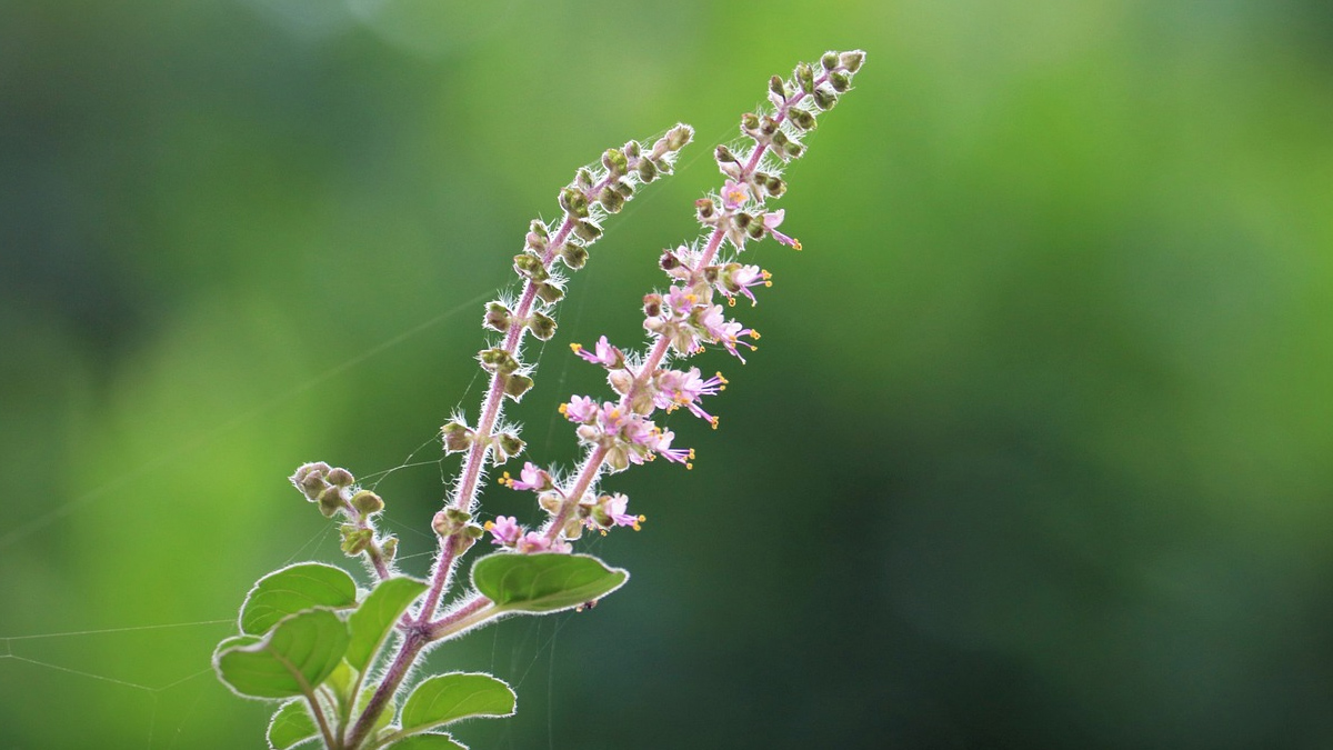 tulsi