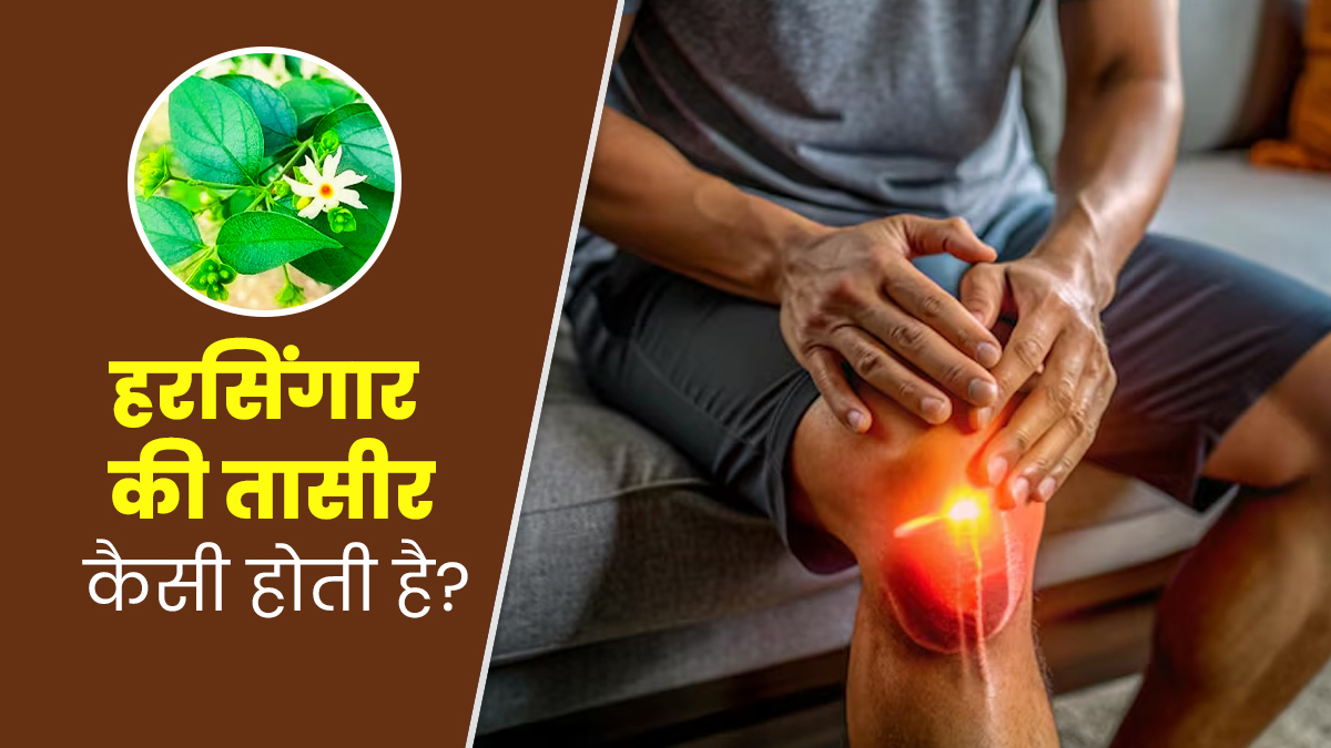 हरसिंगार की तासीर कैसी होती है? जानें इसके फायदे-नुकसान