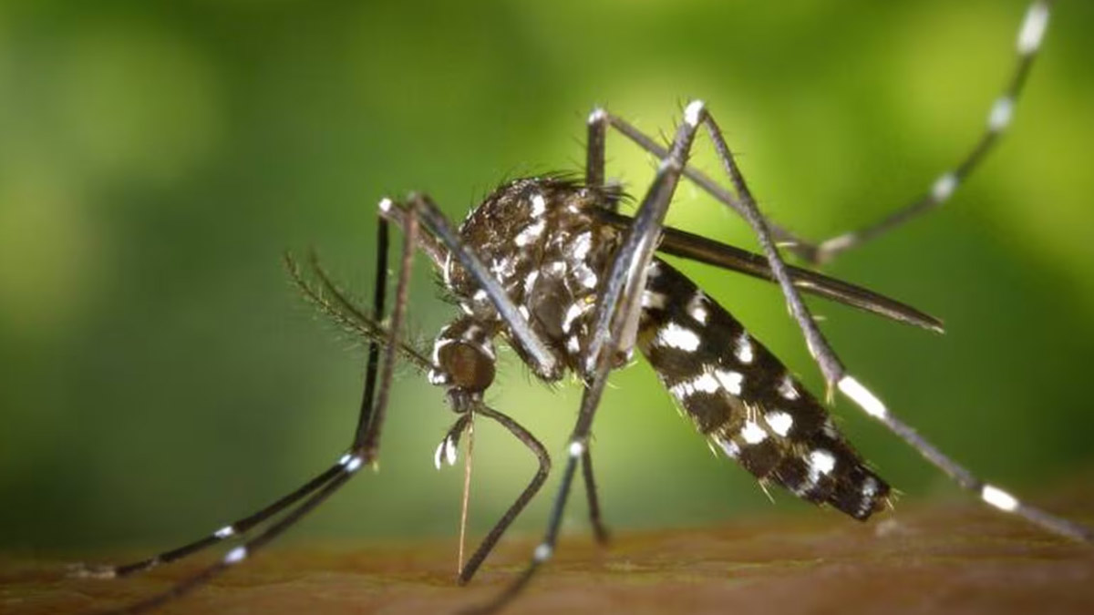 US Man Dies From Rare Mosquito Virus Caught In Backyard As Cases Surge Nationwide