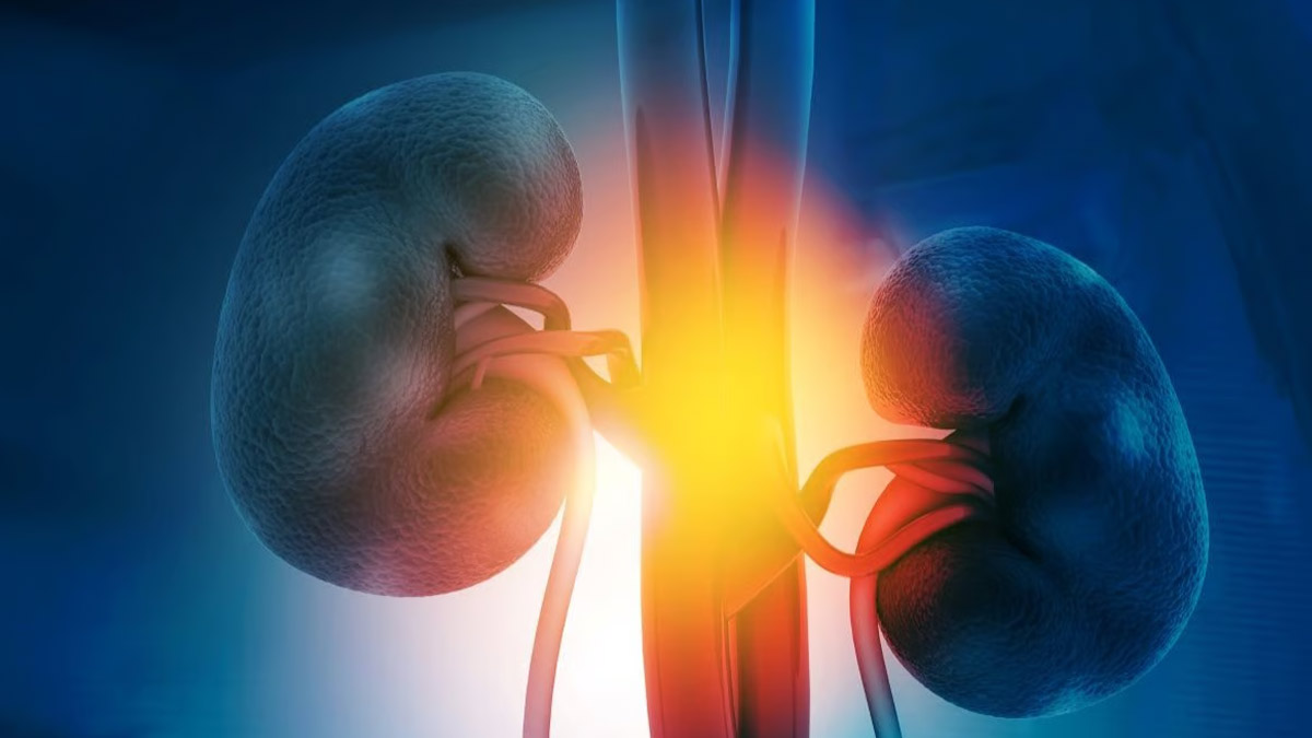 New Study Confirms Kidney Transplants Between People with HIV Are Safe and Effective