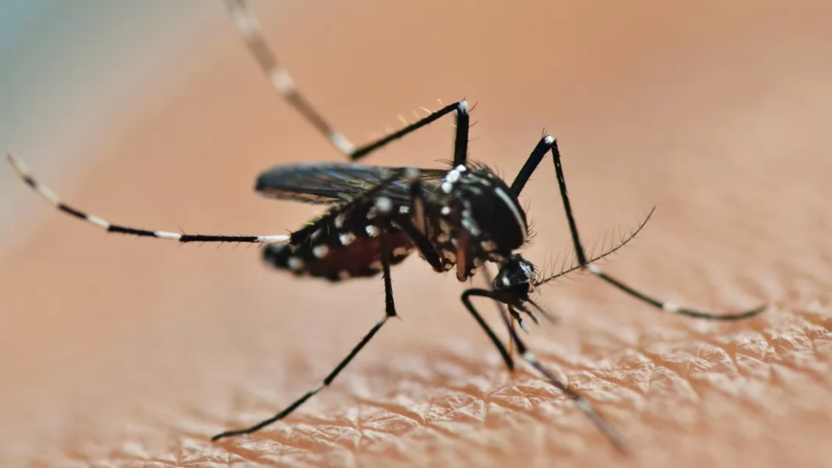Dengue