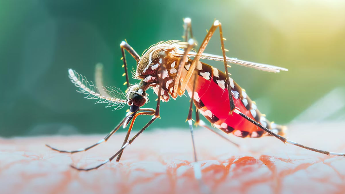 18,000 Dengue Cases Reported in Tamil Nadu: Preventive Efforts Underway and Key Steps For Public Awareness